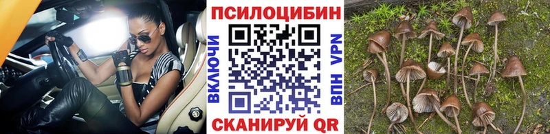 дарнет шоп  Пудож  Псилоцибиновые грибы Psilocybe 